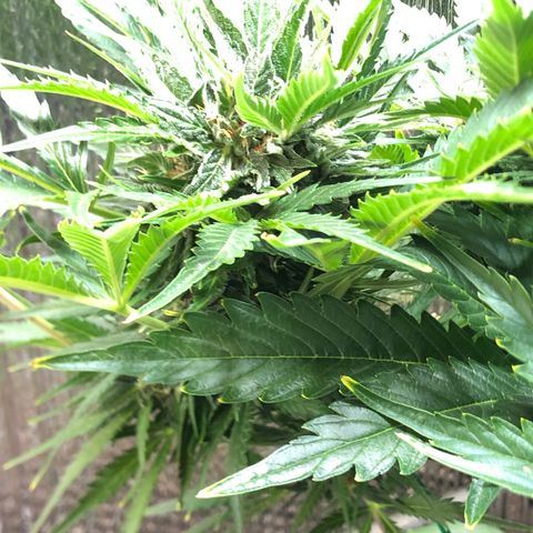 Bruce Banner auto 💪💚🌳👒🦚 growlog timeline photo