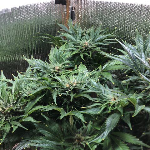 Bruce Banner auto 💪💚🌳👒🦚 growlog timeline photo