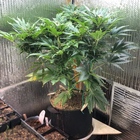Bruce Banner auto 💪💚🌳👒🦚 growlog timeline photo