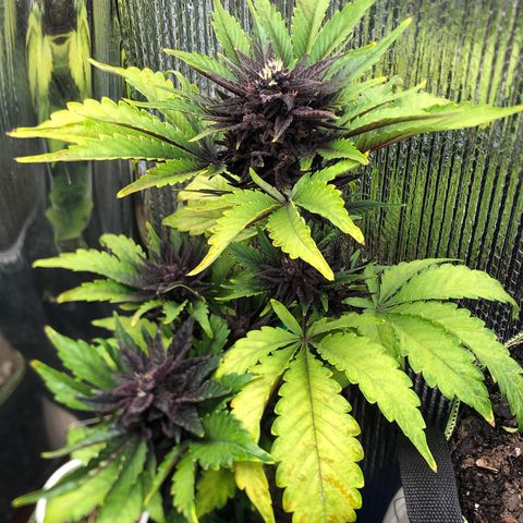 Pink kush CBD auto 🌸💞🌷🐷👙🦩 growlog timeline photo