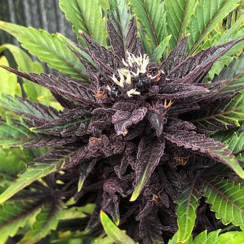 Pink kush CBD auto 🌸💞🌷🐷👙🦩 growlog timeline photo