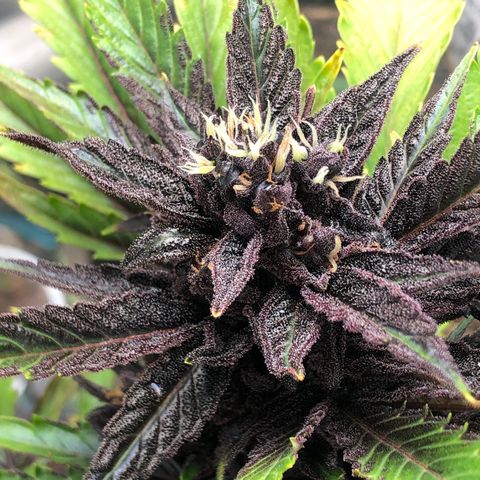 Pink kush CBD auto 🌸💞🌷🐷👙🦩 growlog timeline photo