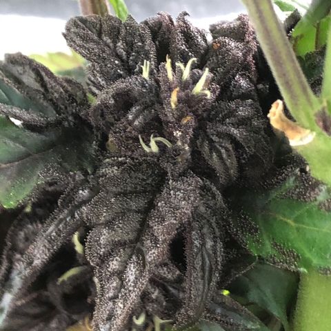 Pink kush CBD auto 🌸💞🌷🐷👙🦩 growlog timeline photo