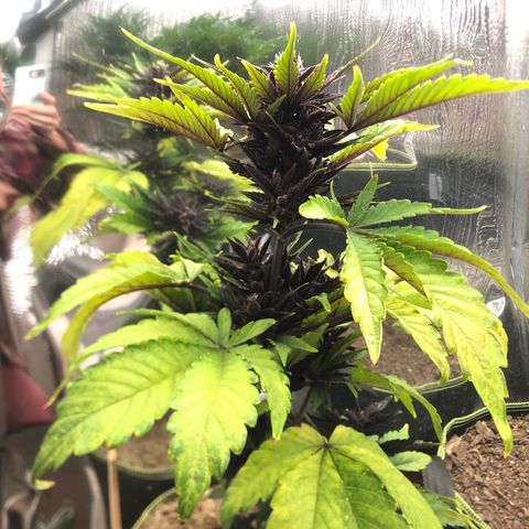 Pink kush CBD auto 🌸💞🌷🐷👙🦩 growlog timeline photo