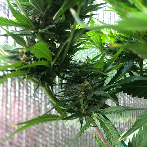 Bruce Banner auto 💪💚🌳👒🦚 growlog timeline photo