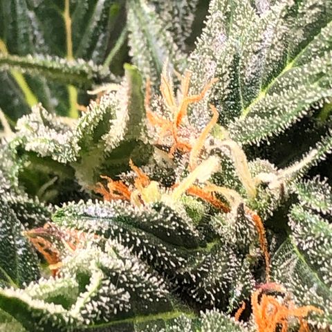 Bruce Banner auto 💪💚🌳👒🦚 growlog timeline photo