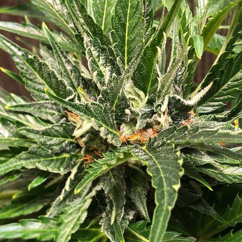Bruce Banner auto 💪💚🌳👒🦚 growlog timeline photo