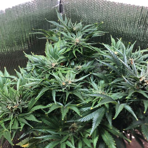 Bruce Banner auto 💪💚🌳👒🦚 growlog timeline photo