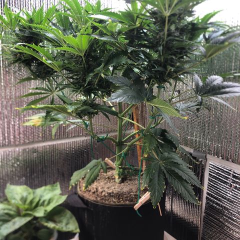 Bruce Banner auto 💪💚🌳👒🦚 growlog timeline photo
