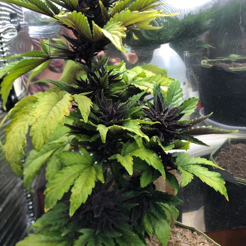 Pink kush CBD auto 🌸💞🌷🐷👙🦩 growlog timeline photo