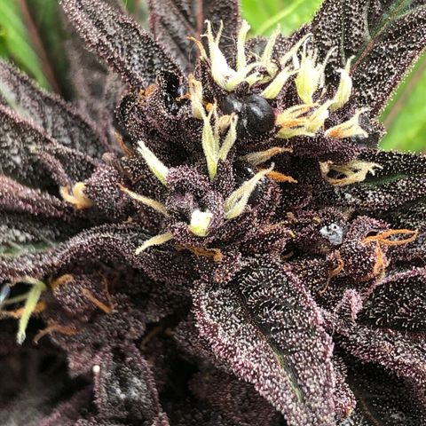 Pink kush CBD auto 🌸💞🌷🐷👙🦩 growlog timeline photo