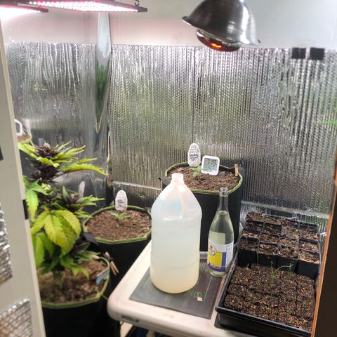 Bruce Banner auto 💪💚🌳👒🦚 growlog timeline photo