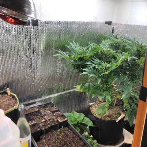 Bruce Banner auto 💪💚🌳👒🦚 growlog timeline photo