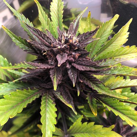 Pink kush CBD auto 🌸💞🌷🐷👙🦩 growlog timeline photo