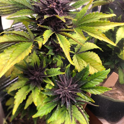 Pink kush CBD auto 🌸💞🌷🐷👙🦩 growlog timeline photo