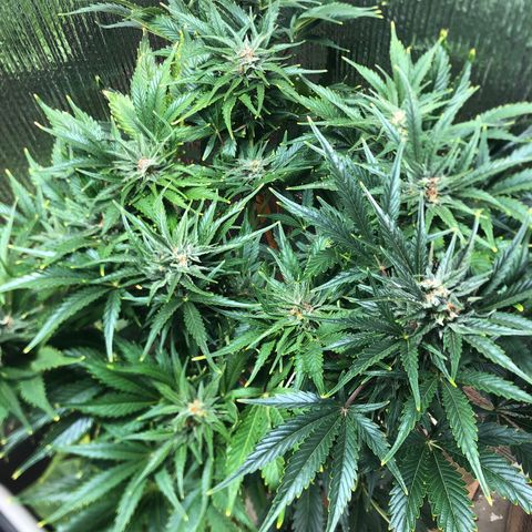 Bruce Banner auto 💪💚🌳👒🦚 growlog timeline photo