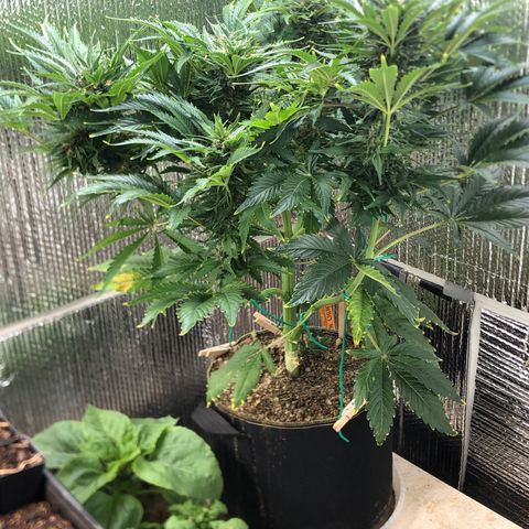 Bruce Banner auto 💪💚🌳👒🦚 growlog timeline photo