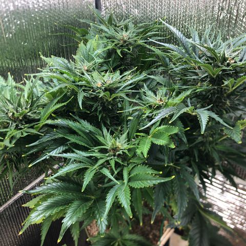 Bruce Banner auto 💪💚🌳👒🦚 growlog timeline photo