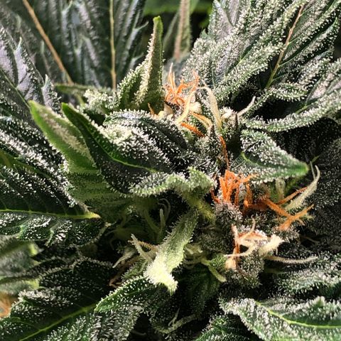 Bruce Banner auto 💪💚🌳👒🦚 growlog timeline photo