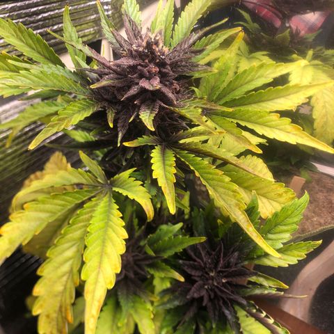 Pink kush CBD auto 🌸💞🌷🐷👙🦩 growlog timeline photo