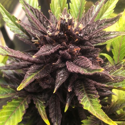 Pink kush CBD auto 🌸💞🌷🐷👙🦩 growlog timeline photo