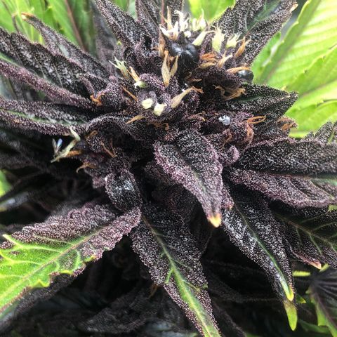 Pink kush CBD auto 🌸💞🌷🐷👙🦩 growlog timeline photo