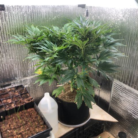 Bruce Banner auto 💪💚🌳👒🦚 growlog timeline photo