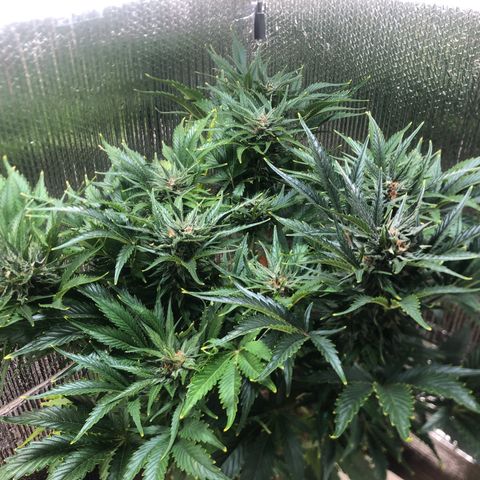 Bruce Banner auto 💪💚🌳👒🦚 growlog timeline photo