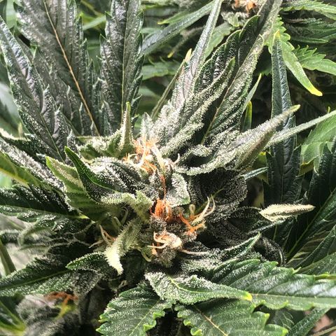 Bruce Banner auto 💪💚🌳👒🦚 growlog timeline photo