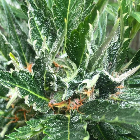 Bruce Banner auto 💪💚🌳👒🦚 growlog timeline photo