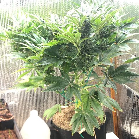 Bruce Banner auto 💪💚🌳👒🦚 growlog timeline photo