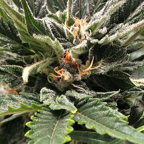 Bruce Banner auto 💪💚🌳👒🦚 growlog timeline photo