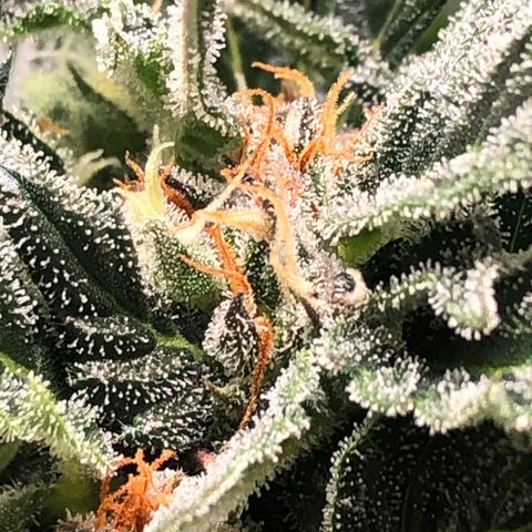 Bruce Banner auto 💪💚🌳👒🦚 growlog timeline photo