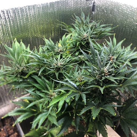 Bruce Banner auto 💪💚🌳👒🦚 growlog timeline photo