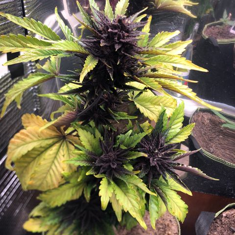 Pink kush CBD auto 🌸💞🌷🐷👙🦩 growlog timeline photo