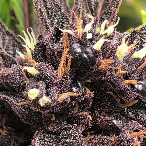 Pink kush CBD auto 🌸💞🌷🐷👙🦩 growlog timeline photo