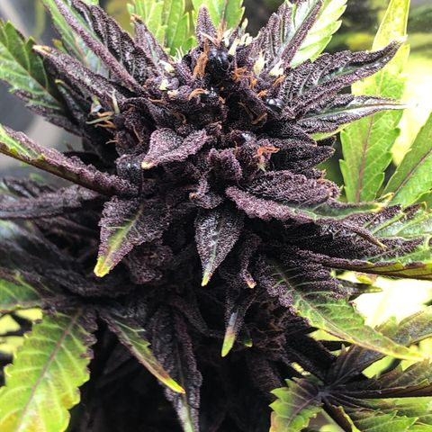 Pink kush CBD auto 🌸💞🌷🐷👙🦩 growlog timeline photo