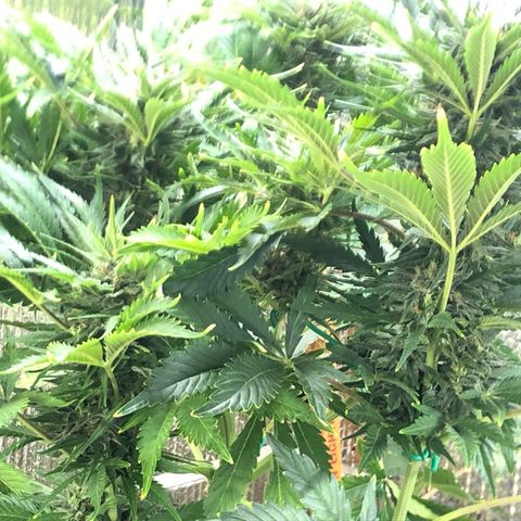 Bruce Banner auto 💪💚🌳👒🦚 growlog timeline photo