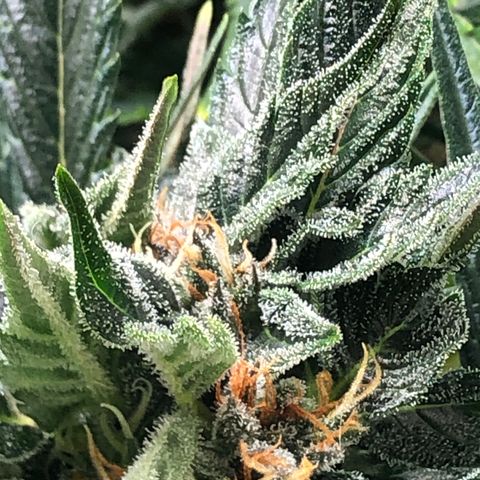 Bruce Banner auto 💪💚🌳👒🦚 growlog timeline photo