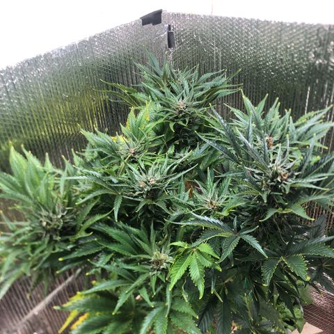 Bruce Banner auto 💪💚🌳👒🦚 growlog timeline photo