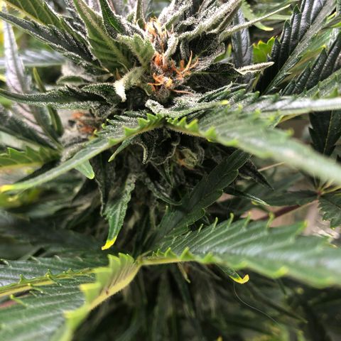 Bruce Banner auto 💪💚🌳👒🦚 growlog timeline photo