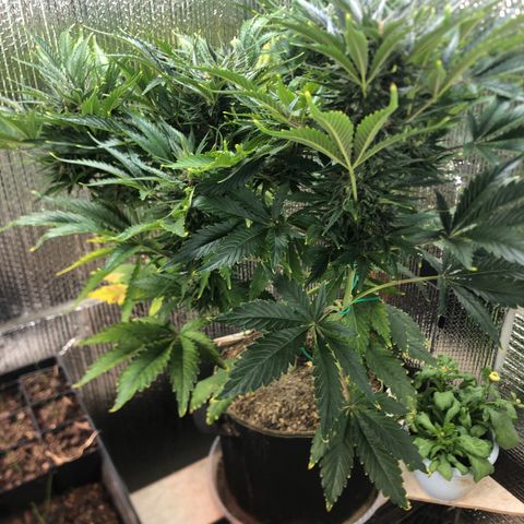 Bruce Banner auto 💪💚🌳👒🦚 growlog timeline photo