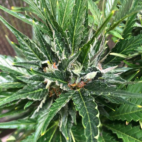 Bruce Banner auto 💪💚🌳👒🦚 growlog timeline photo