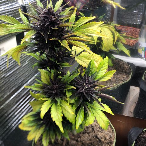 Pink kush CBD auto 🌸💞🌷🐷👙🦩 growlog timeline photo