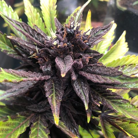 Pink kush CBD auto 🌸💞🌷🐷👙🦩 growlog timeline photo