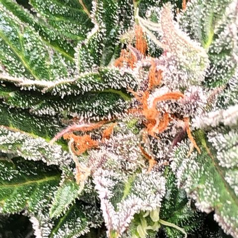 Bruce Banner auto 💪💚🌳👒🦚 growlog timeline photo