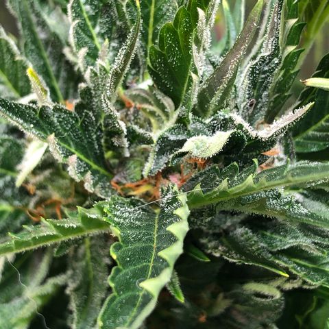 Bruce Banner auto 💪💚🌳👒🦚 growlog timeline photo