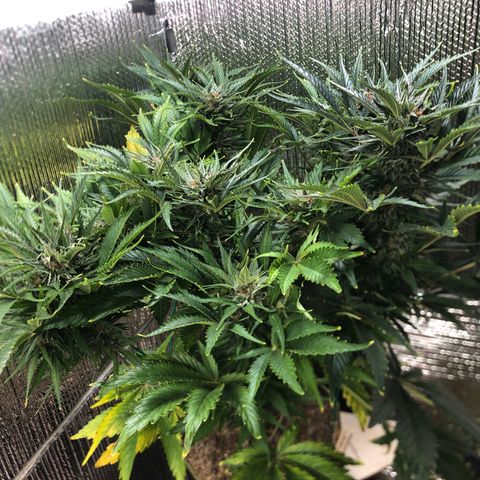 Bruce Banner auto 💪💚🌳👒🦚 growlog timeline photo