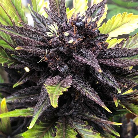 Pink kush CBD auto 🌸💞🌷🐷👙🦩 growlog timeline photo