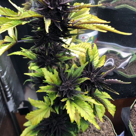 Pink kush CBD auto 🌸💞🌷🐷👙🦩 growlog timeline photo